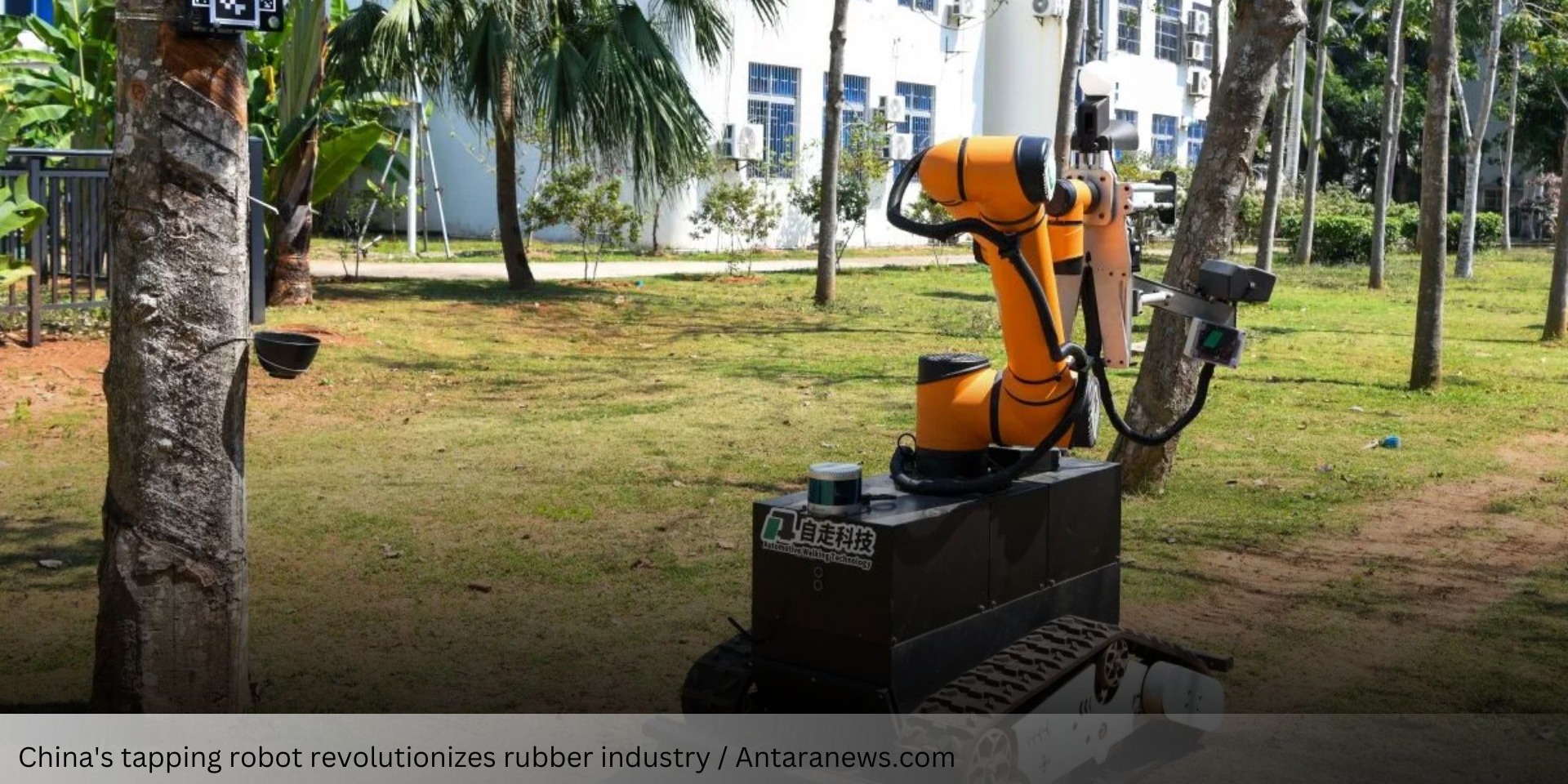 Rubber Industry Revolution! Chinaâ€™s Tapping Robot Ready to Replace Manual Workers?
