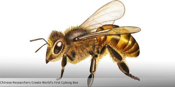Chinese Researchers Create World’s First Cyborg Bee for Reconnaissance and Disaster Rescue Missions