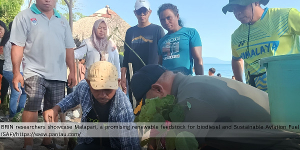 BRIN Advances Malapari Cultivation to Support Biodiesel and Sustainable Aviation Fuel Production