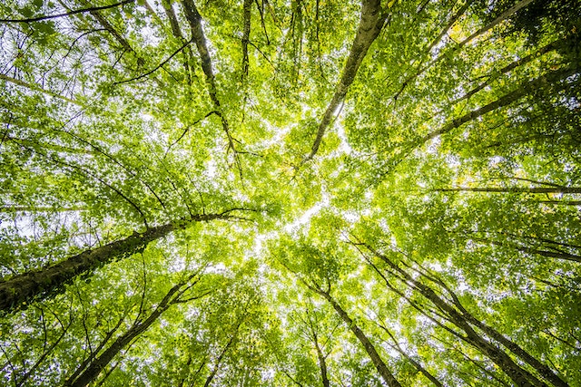 Green Industry: A Growing Trend That's Good for the Planet and Your Bottom Line